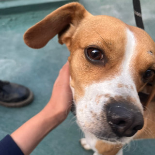  | Raza Mestizo, cruza de Beagle | Encontrado