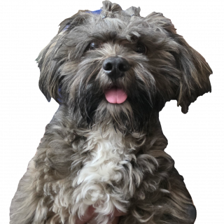 MUSHU | Raza Shih Tzu  | Final Feliz