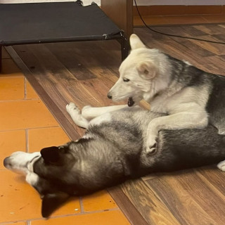 Foto de RAYA Y NINA