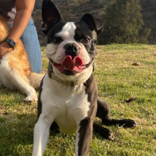 PORFIRIO | Raza Boston Terrier  | Final Feliz