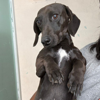 LORENZA | Raza Dachshund o Salchicha  | Perdida