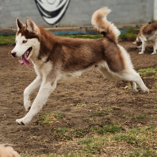ROBIN | Raza Husky Siberiano | En Adopción