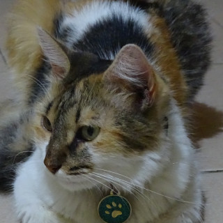 DUQUESA | Raza Calicó de pelo semilargo | Perdida