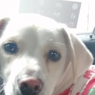  | Raza Mestizo, cruza de Labrador | Encontrado