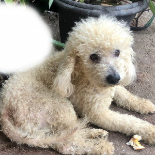 OLIVER | Raza Mestizo, cruza de French Poodle con Maltés,  (Maltipoo) | Perdido