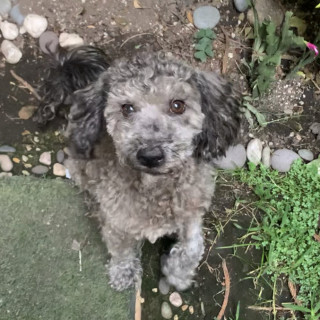 BETO | Raza Mestizo, cruza de French Poodle con Schnauzer, (Schnoodle) | Final Feliz