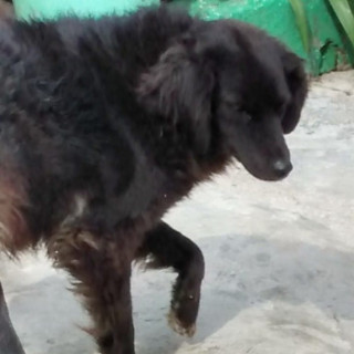 NITA | Raza Mestiza | Perdida