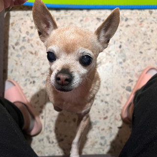 CRAZY | Raza Chihuahua | Perdida