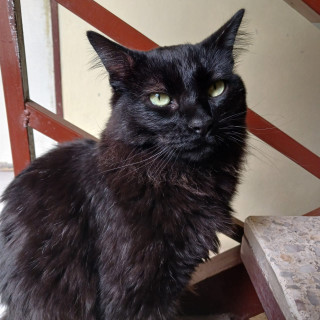 YEONGI | Raza Angora Turco Negro | Perdido