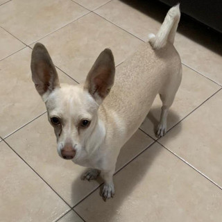 KIRA | Raza Chihuahua | Final Feliz