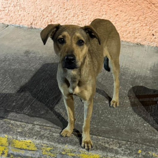  | Raza Mestiza, cruza de American Pitbull Terrier | Encontrada