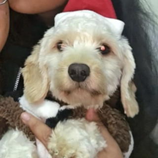 TOBY MUÑECO | Raza Mestizo, cruza de Dachshund o Salchicha con Maltés | Perdido
