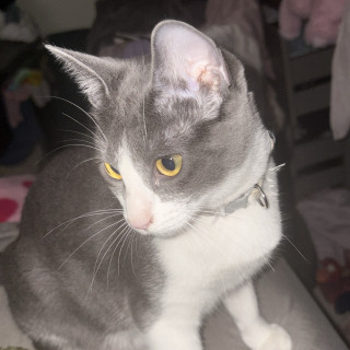 MILEY (MAILI) | Raza Doméstico Américano de Pelo Corto | Perdida