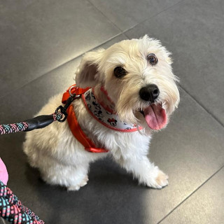 MIMÍ | Raza Schnauzer Miniatura  | Perdida