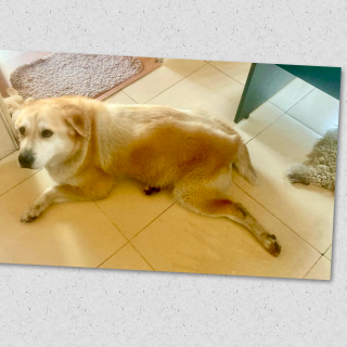 MISHA | Raza Mestizo, Cruza de  Chow Chow | Perdido