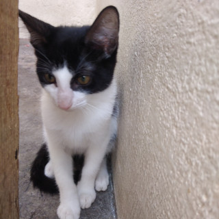 GUS | Raza Doméstico Americano de pelo corto | En Adopción