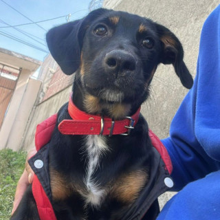 BRUCE | Raza Mestizo | Perdido