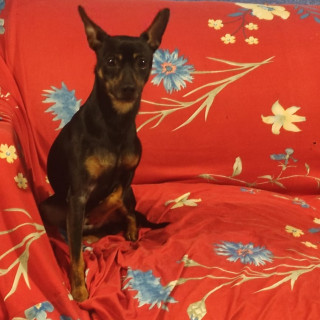Foto de LOKY