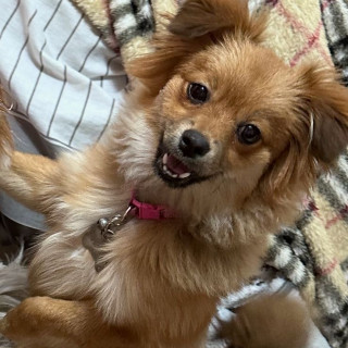 ULANI | Raza Pomerania | Perdida