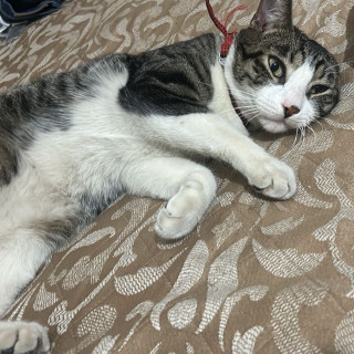 COCO | Raza Doméstico Americano de pelo corto | Perdido