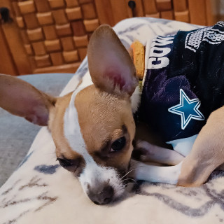 ROCKY | Raza Chihuahua | Perdido