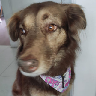 NENA | Raza Mestiza | En Adopción