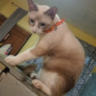 NINA | Raza Snowshoes | Perdida