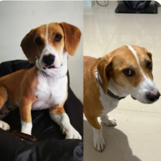 POPEYE | Raza Mestizo, cruza de Beagle | Final Feliz