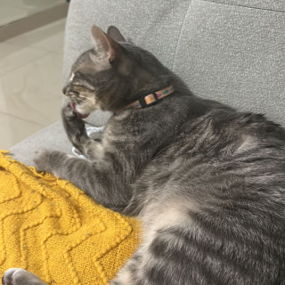 CORAZÓN | Raza Doméstico Américano de Pelo Corto | Final Feliz