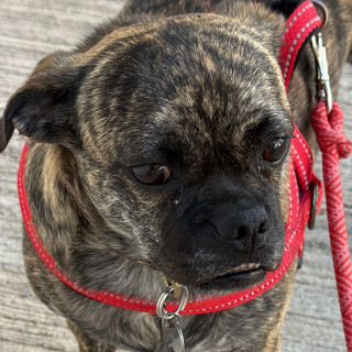 Foto de YODA