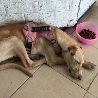  | Raza Mestiza, cruza de Labrador | Encontrada