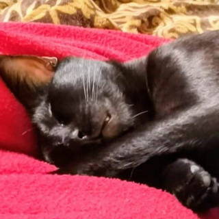 BILL | Raza Bombay | Perdido