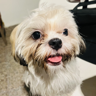 DAISY | Raza Shih Tzu  | Perdida