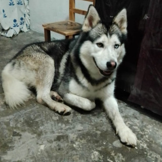  | Raza Husky Siberiano | Encontrado