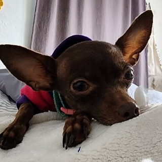 MATILDA | Raza Chihuahua | Perdida