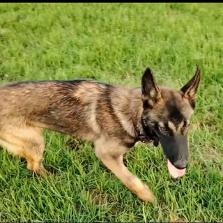 Foto de DUKE CAPUCHINO