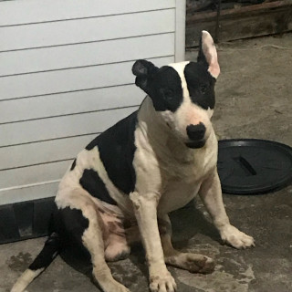 DONAS | Raza Bull Terrier Inglés | Perdido