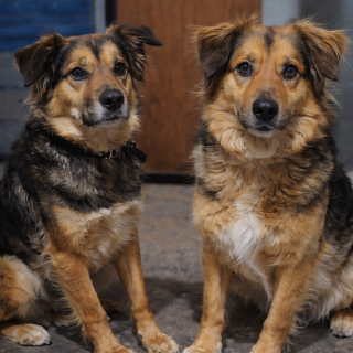 Foto de MAYA Y BENJI