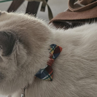 CHIMI | Raza Snowshoes | Perdida