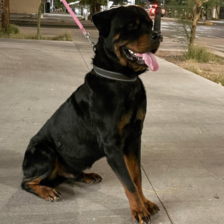 CONAN | Raza Rottweiler | Perdido