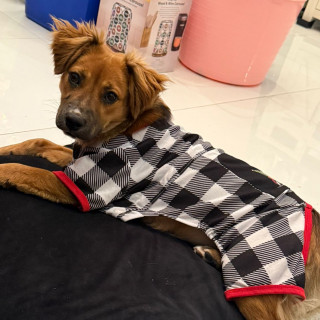 TEODORA | Raza Mestiza | Perdida