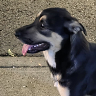  | Raza Mestizo, cruza de Pastor Alemán | Encontrado