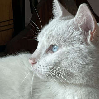 SUKI | Raza Khao Manee | En Adopción