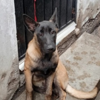 HOLCAN | Raza Pastor Belga Maliniois | Perdido