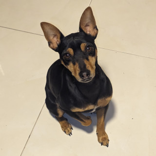 ROCKY | Raza Pinscher Miniatura  | Perdido