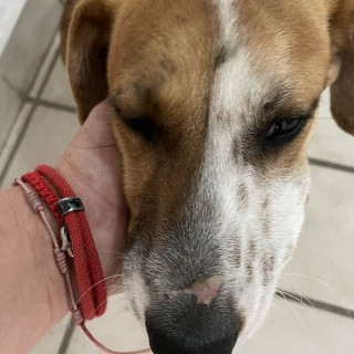  | Raza Mestizo, posible cruza de Beagle | Encontrado