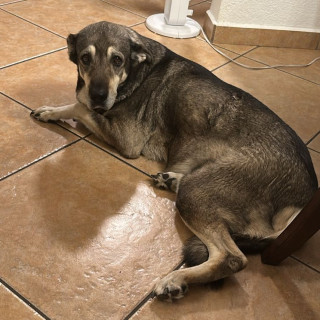 LÚA | Raza Mestiza, cruza de Labrador con Akita | Final Feliz