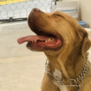 DONA | Raza American Pitbull Terrier | Final Feliz