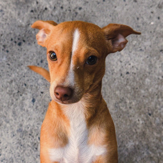 Foto de COOKIE