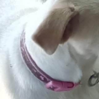 KIRA | Raza Mestiza, cruza de Schnauzer | Final Feliz